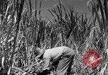 Standbild Zuckerrohr Ernte Barbados, 1936, aus Sekunde 16 historischem Filmmaterial Videoclip 65675068690