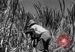 Standbild Zuckerrohr Ernte Barbados, 1936, aus Sekunde 17 historischem Filmmaterial Videoclip 65675068690