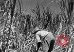 Standbild Zuckerrohr Ernte Barbados, 1936, aus Sekunde 18 historischem Filmmaterial Videoclip 65675068690