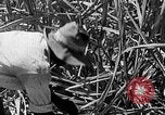 Standbild Zuckerrohr Ernte Barbados, 1936, aus Sekunde 19 historischem Filmmaterial Videoclip 65675068690