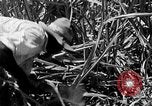 Standbild Zuckerrohr Ernte Barbados, 1936, aus Sekunde 20 historischem Filmmaterial Videoclip 65675068690