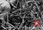 Standbild Zuckerrohr Ernte Barbados, 1936, aus Sekunde 21 historischem Filmmaterial Videoclip 65675068690