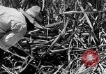 Standbild Zuckerrohr Ernte Barbados, 1936, aus Sekunde 22 historischem Filmmaterial Videoclip 65675068690