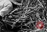 Standbild Zuckerrohr Ernte Barbados, 1936, aus Sekunde 23 historischem Filmmaterial Videoclip 65675068690