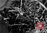 Standbild Zuckerrohr Ernte Barbados, 1936, aus Sekunde 24 historischem Filmmaterial Videoclip 65675068690