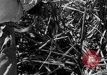 Standbild Zuckerrohr Ernte Barbados, 1936, aus Sekunde 25 historischem Filmmaterial Videoclip 65675068690