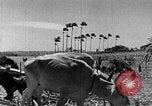 Standbild Zuckerrohr Ernte Barbados, 1936, aus Sekunde 26 historischem Filmmaterial Videoclip 65675068690