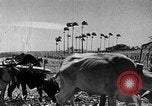 Standbild Zuckerrohr Ernte Barbados, 1936, aus Sekunde 28 historischem Filmmaterial Videoclip 65675068690