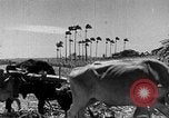 Standbild Zuckerrohr Ernte Barbados, 1936, aus Sekunde 29 historischem Filmmaterial Videoclip 65675068690