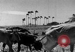 Standbild Zuckerrohr Ernte Barbados, 1936, aus Sekunde 30 historischem Filmmaterial Videoclip 65675068690