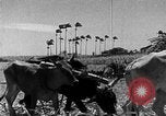 Standbild Zuckerrohr Ernte Barbados, 1936, aus Sekunde 31 historischem Filmmaterial Videoclip 65675068690