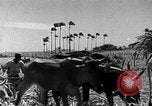 Standbild Zuckerrohr Ernte Barbados, 1936, aus Sekunde 32 historischem Filmmaterial Videoclip 65675068690