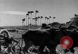 Standbild Zuckerrohr Ernte Barbados, 1936, aus Sekunde 33 historischem Filmmaterial Videoclip 65675068690