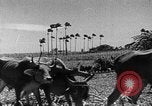 Standbild Zuckerrohr Ernte Barbados, 1936, aus Sekunde 35 historischem Filmmaterial Videoclip 65675068690
