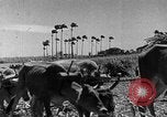 Standbild Zuckerrohr Ernte Barbados, 1936, aus Sekunde 36 historischem Filmmaterial Videoclip 65675068690
