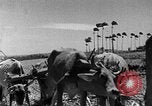 Standbild Zuckerrohr Ernte Barbados, 1936, aus Sekunde 38 historischem Filmmaterial Videoclip 65675068690