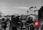 Standbild Zuckerrohr Ernte Barbados, 1936, aus Sekunde 39 historischem Filmmaterial Videoclip 65675068690