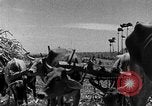 Standbild Zuckerrohr Ernte Barbados, 1936, aus Sekunde 40 historischem Filmmaterial Videoclip 65675068690