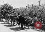 Standbild Zuckerrohr Ernte Barbados, 1936, aus Sekunde 41 historischem Filmmaterial Videoclip 65675068690