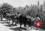 Standbild Zuckerrohr Ernte Barbados, 1936, aus Sekunde 42 historischem Filmmaterial Videoclip 65675068690