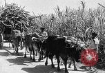 Standbild Zuckerrohr Ernte Barbados, 1936, aus Sekunde 43 historischem Filmmaterial Videoclip 65675068690
