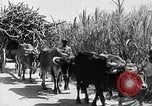 Standbild Zuckerrohr Ernte Barbados, 1936, aus Sekunde 44 historischem Filmmaterial Videoclip 65675068690