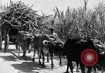 Standbild Zuckerrohr Ernte Barbados, 1936, aus Sekunde 45 historischem Filmmaterial Videoclip 65675068690