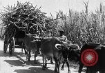 Standbild Zuckerrohr Ernte Barbados, 1936, aus Sekunde 46 historischem Filmmaterial Videoclip 65675068690
