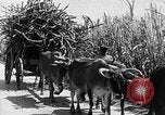 Standbild Zuckerrohr Ernte Barbados, 1936, aus Sekunde 47 historischem Filmmaterial Videoclip 65675068690
