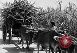 Standbild Zuckerrohr Ernte Barbados, 1936, aus Sekunde 48 historischem Filmmaterial Videoclip 65675068690