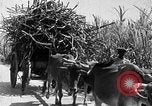 Standbild Zuckerrohr Ernte Barbados, 1936, aus Sekunde 49 historischem Filmmaterial Videoclip 65675068690