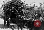 Standbild Zuckerrohr Ernte Barbados, 1936, aus Sekunde 50 historischem Filmmaterial Videoclip 65675068690