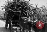 Standbild Zuckerrohr Ernte Barbados, 1936, aus Sekunde 51 historischem Filmmaterial Videoclip 65675068690