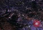 Image Opération Prairie III Vietnam, 1967, de la seconde 31 séquences d'archives historiques vidéo 65675068728