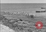 Image of U.S. sailors and marines in training exercises during World War I Key West Florida USA, 1918, second 49 stock footage video 65675068742