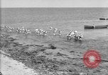 Image of U.S. sailors and marines in training exercises during World War I Key West Florida USA, 1918, second 51 stock footage video 65675068742