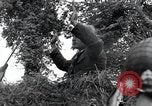 Standbild Der 101st Airborne Division Saint Marcouf Frankreich, 1944, aus Sekunde 26 historischem Filmmaterial Videoclip 65675068779