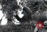 Standbild Der 101st Airborne Division Saint Marcouf Frankreich, 1944, aus Sekunde 28 historischem Filmmaterial Videoclip 65675068779