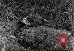 Standbild 82nd Airborne Division Saint Marcouf Frankreich, 1944, aus Sekunde 7 historischem Filmmaterial Videoclip 65675068780