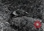 Standbild 82nd Airborne Division Saint Marcouf Frankreich, 1944, aus Sekunde 8 historischem Filmmaterial Videoclip 65675068780
