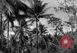 Standbild 8th Fighter Group Insel Morotai Indonesien, 1944, aus Sekunde 24 historischem Filmmaterial Videoclip 65675068812