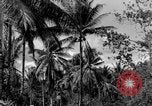 Standbild 8th Fighter Group Insel Morotai Indonesien, 1944, aus Sekunde 25 historischem Filmmaterial Videoclip 65675068812