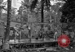 Standbild 8th Fighter Group Insel Morotai Indonesien, 1944, aus Sekunde 46 historischem Filmmaterial Videoclip 65675068812