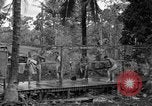 Standbild 8th Fighter Group Insel Morotai Indonesien, 1944, aus Sekunde 48 historischem Filmmaterial Videoclip 65675068812