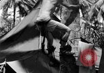 Image 8e Groupe de chasse Morotai Île de l'Indonésie, 1944, de la seconde 37 séquences d'archives historiques vidéo 65675068813