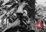 Image 8e Groupe de chasse Morotai Île de l'Indonésie, 1944, de la seconde 39 séquences d'archives historiques vidéo 65675068813