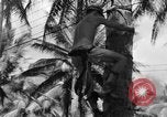 Image 8e Groupe de chasse Morotai Île de l'Indonésie, 1944, de la seconde 42 séquences d'archives historiques vidéo 65675068813