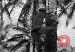 Image 8e Groupe de chasse Morotai Île de l'Indonésie, 1944, de la seconde 43 séquences d'archives historiques vidéo 65675068813