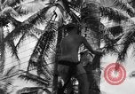 Image 8e Groupe de chasse Morotai Île de l'Indonésie, 1944, de la seconde 45 séquences d'archives historiques vidéo 65675068813