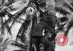 Image 8e Groupe de chasse Morotai Île de l'Indonésie, 1944, de la seconde 46 séquences d'archives historiques vidéo 65675068813